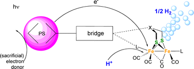 Graphical abstract: Introducing a dark reaction to photochemistry: photocatalytic hydrogen from [FeFe] hydrogenase active site model complexes