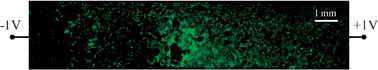 Graphical abstract: Electrical control of cell density gradients on a conducting polymer surface