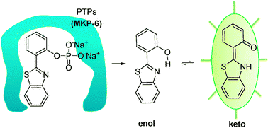 Graphical abstract: A highly selective fluorescent ESIPT probe for the dual specificity phosphatase MKP-6