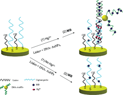 Graphical abstract: An ultrasensitive electrochemical “turn-on” label-free biosensor for Hg2+with AuNP-functionalized reporter DNA as a signal amplifier