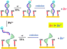 Graphical abstract: A sensitive and specific electrochemiluminescentl sensor for lead based on DNAzyme