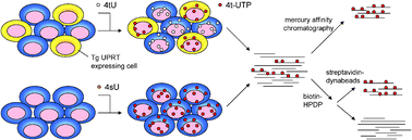 Graphical abstract: Metabolic tagging and purification of nascent RNA: implications for transcriptomics