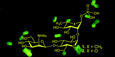 Graphical abstract: Synthesis, molecular dynamics simulations, and biology of a carba-analogue of the trisaccharide repeating unit of Streptococcus pneumoniae19F capsular polysaccharide