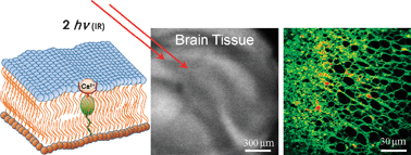 Graphical abstract: A two-photon fluorescent probe for near-membrane calcium ions in live cells and tissues