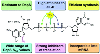 Graphical abstract: Synthetic dinucleotide mRNA cap analogs with tetraphosphate 5′,5′ bridge containing methylenebis(phosphonate) modification