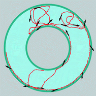 Graphical abstract: Clockwise-directional circle swimmer moves counter-clockwise in Petri dish- and ring-like confinements