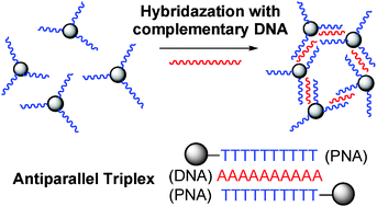 Graphical abstract: Magnetic peptide nucleic acids for DNA targeting