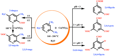 Graphical abstract: Hydrothermal in situ ligand reaction: copper(II)-mediated stepwise oxidation of 2,3,5- and 2,4,6-trimethylpyridine to pyridinecarboxylates