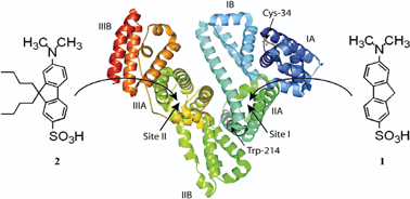 Graphical abstract: Novel 7-(dimethylamino)fluorene-based fluorescent probes and their binding to human serum albumin