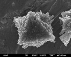 Graphical abstract: Prussian Blue mesocrystals prepared by a facile hydrothermal method