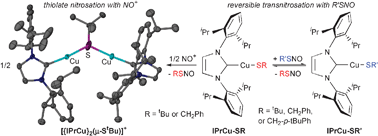 Graphical abstract: Reversible RS–NO bond cleavage and formation at copper(i) thiolates