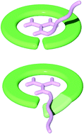 Graphical abstract: Crescent oligoamides as hosts: conformation-dependent binding specificity