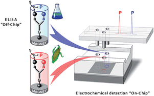 Graphical abstract: Electrochemical microfluidic chips coupled to magnetic bead-based ELISA to control allowable levels of zearalenone in baby foods using simplified calibration