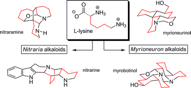 Graphical abstract: Biosynthesis and biomimetic synthesis of alkaloids isolated from plants of the Nitraria and Myrioneuron genera: an unusual lysine-based metabolism