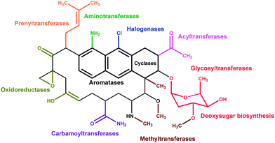 Graphical abstract: Post-PKS tailoring steps in natural product-producing actinomycetes from the perspective of combinatorial biosynthesis