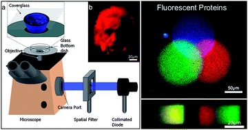 Graphical abstract: Rapid multicomponent optical protein patterning