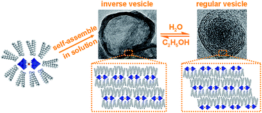 Graphical abstract: Controllable vesicular structure and reversal of a surfactant-encapsulated polyoxometalate complex