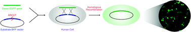 Graphical abstract: Homologous recombination in human cells using artificial restriction DNA cutter