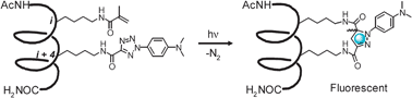 Graphical abstract: Facile synthesis of stapled, structurally reinforced peptide helices via a photoinduced intramolecular 1,3-dipolar cycloaddition reaction