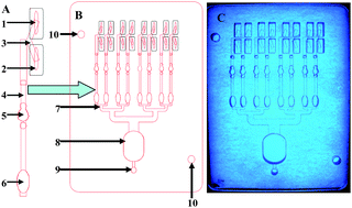 Graphical abstract: Lab-on-a-chip for botulinum neurotoxin a (BoNT-A) activity analysis