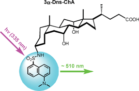 Graphical abstract: Synthesis of new, UV-photoactive dansyl derivatives for flow cytometric studies on bile acid uptake