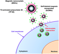 Graphical abstract: Self-labeled magneto nanoprobes using tri-aminated polysorbate 80 for detection of human mesenchymal stem cells