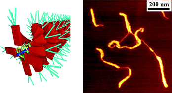 Graphical abstract: Influence of π–π stacking on the self-assembly and coiling of multi-chromophoric polymers based on perylenebis(dicarboximides): an AFM study