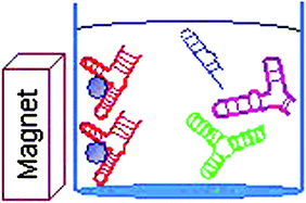 Graphical abstract: In vitro selection of RNA sequences capable of mediating the formation of iron oxide nanoparticles