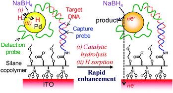 Graphical abstract: Fast catalytic and electrocatalytic oxidation of sodium borohydride on palladium nanoparticles and its application to ultrasensitive DNA detection