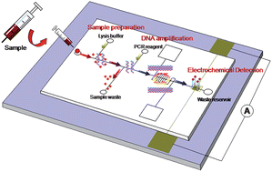 Graphical abstract: Electrochemical techniques on sequence-specific PCR amplicon detection for point-of-care applications