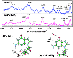 Graphical abstract: Hydration structures of 2′-deoxyguanosine studied by IR-UV double resonance spectroscopy: comparison with guanosine
