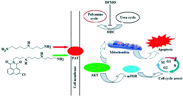 Graphical abstract: Conjugation of substituted naphthalimides to polyamines as cytotoxic agents targeting the Akt/mTOR signal pathway