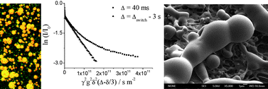 Graphical abstract: Dynamics of oil transfer in oil-in-water emulsions