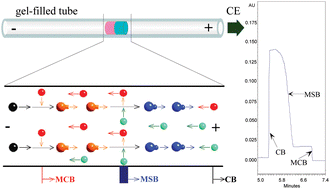 Graphical abstract: A novel isotachophoresis of cobalt and copper complexes by metal ion substitution reaction in a continuous moving chelation boundary