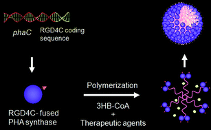 Graphical abstract: Enzymatic synthesis of a drug delivery system based on polyhydroxyalkanoate-proteinblock copolymers