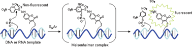 Graphical abstract: DNA templated nucleophilicaromatic substitution reactions for fluorogenic sensing of oligonucleotides