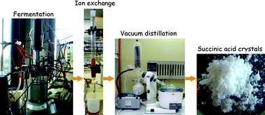 Graphical abstract: Novel resin-based vacuum distillation-crystallisation method for recovery of succinic acid crystals from fermentation broths