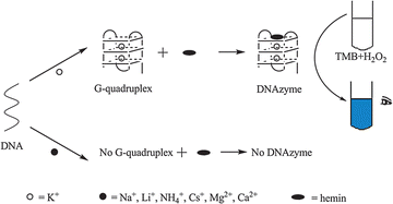 Graphical abstract: Potassium-sensitive G-quadruplex DNA for sensitive visible potassium detection