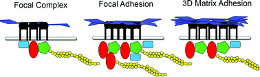 Graphical abstract: Matrix mechanics and receptor–ligand interactions in cell adhesion