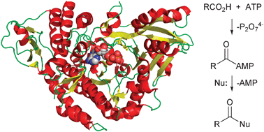 Graphical abstract: The long-overlooked enzymology of a nonribosomal peptide synthetase-independent pathway for virulence-conferring siderophore biosynthesis