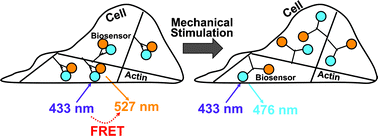 Graphical abstract: FRET and mechanobiology