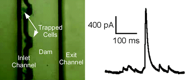 Graphical abstract: A microfluidic cell trap device for automated measurement of quantal catecholamine release from cells