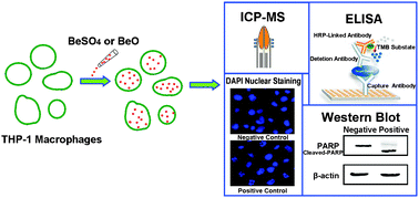 Graphical abstract: Beryllium uptake and related biological effects studied in THP-1 differentiated macrophages