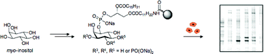 Graphical abstract: Synthesis and biological evaluation of phosphatidylinositol phosphate affinity probes