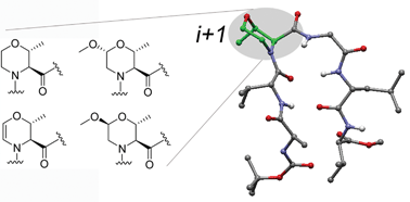 Graphical abstract: Evaluation of stereochemically dense morpholine-based scaffolds as proline surrogates in β-turn peptides