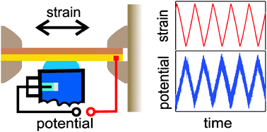 Graphical abstract: Response of the potential of a gold electrode to elastic strain
