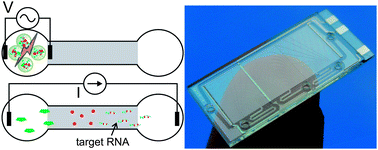 Graphical abstract: A microfluidic approach for high efficiency extraction of low molecular weight RNA