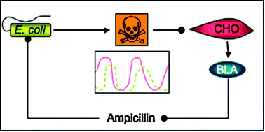 Graphical abstract: Synthetic biology in the analysis and engineering of signaling processes