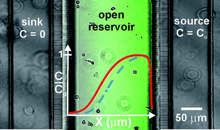 Graphical abstract: A new method for studying gradient-induced neutrophil desensitization based on an open microfluidic chamber