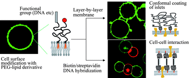 Graphical abstract: Cell surface modification with polymers for biomedical studies